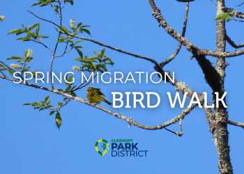 small, yellow warbler perched on a branch